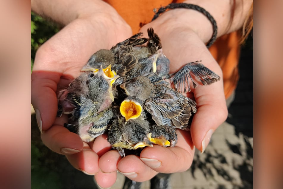 Zahlreiche hungrige Vogelkinder: Das Team hat aktuell alle Hände voll zu tun.
