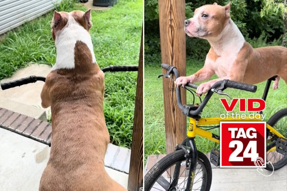 viral videos: Viral Video of the Day for August 5, 2024: Pit bull caught on bike: "What the hell"