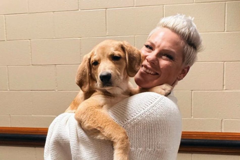 Pink is overjoyed that she can finally hold little Graham Cracker the dog in her arms.