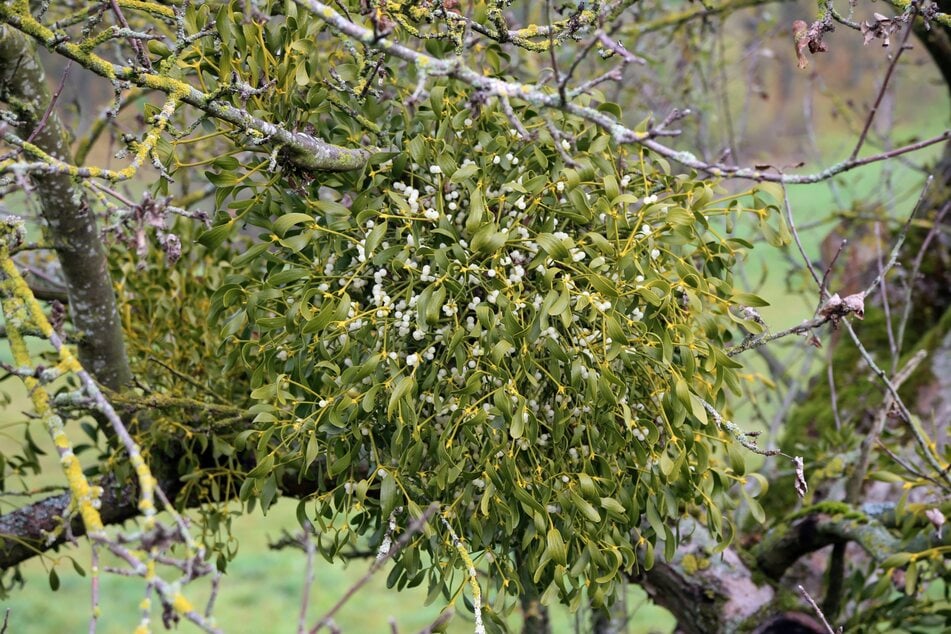 Vor allem in Apfelbäumen können Misteln Schaden anrichten, weshalb das Ernten sogar hilfreich sein kann.