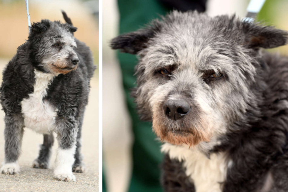 Hunde-Opi hat sein Zuhause verloren: "Er sah aus wie ein Koffer mit vier Beinen"