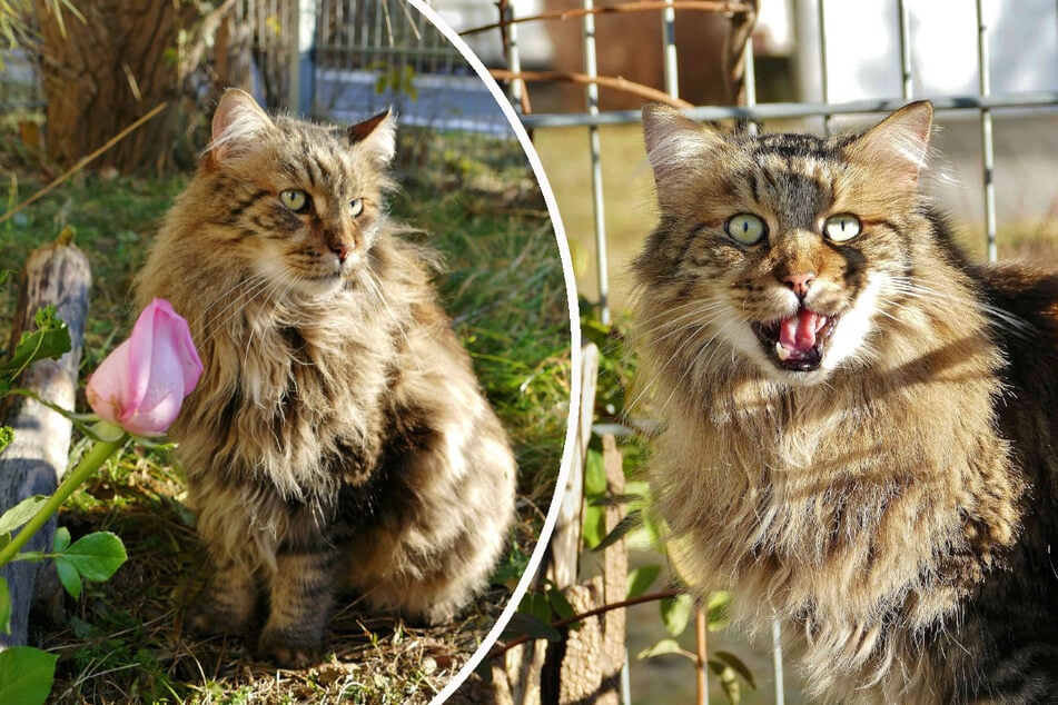 Langhaarkater Mr. Flausch ist mit Freude an der frischen Luft und würde gerne weiterhin gesicherten Freigang genießen.