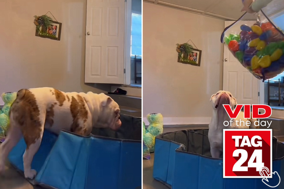 Today's Viral Video of the Day features a dog owner who failed at getting balls into a ball pit for her adorable pup!