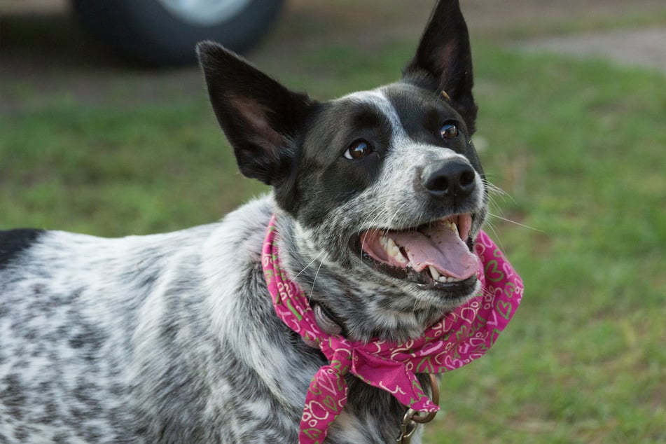 The Australian cattle dog is incredibly tough and energetic.