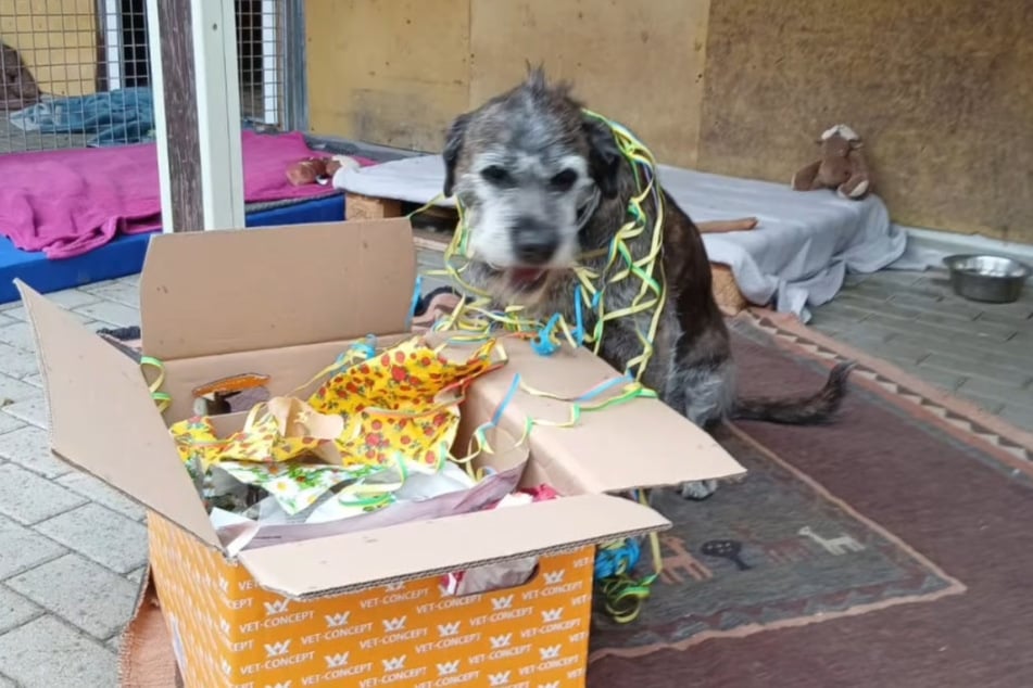 Zu seinem Geburtstag bekam Hagred sogar ein Geschenk.
