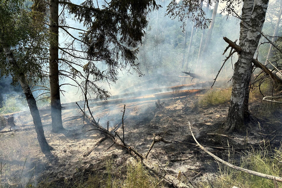 Feuerwehreinsatz im Harz: 500 Quadratmeter Wald in Flammen