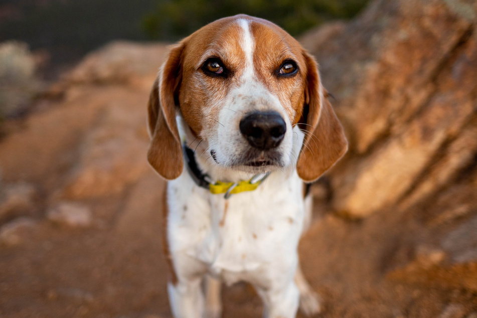 Foxhounds are curious and effective hunters.