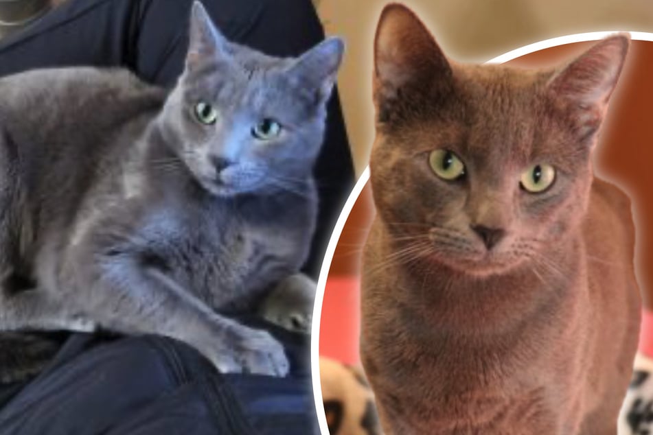 Er springt mit Leichtigkeit auf die Schulter: Kater Bali sucht Kuschelplatz