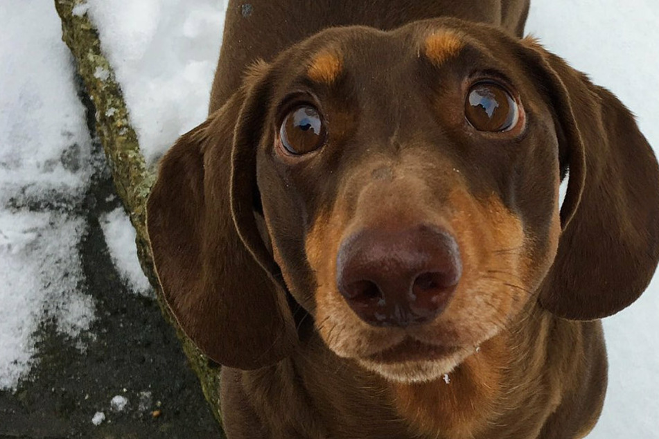Zu viel gewedelt! Hund verletzt sich am Schwanz