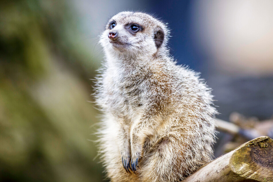 15 Erdmännchen können aktuell im Dresdner Zoo besucht werden.