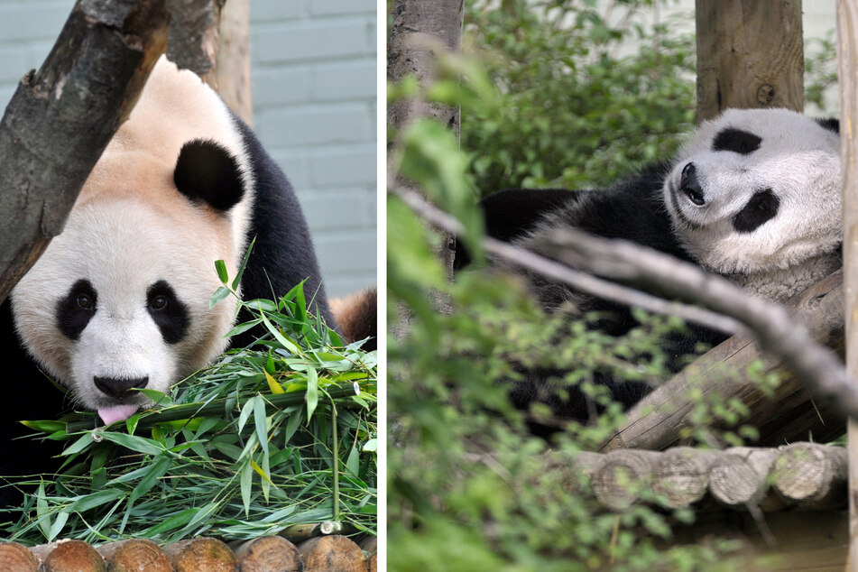 Pandabärin verschmähte ihren Partner: Nun müssen beide die Konsequenzen tragen!