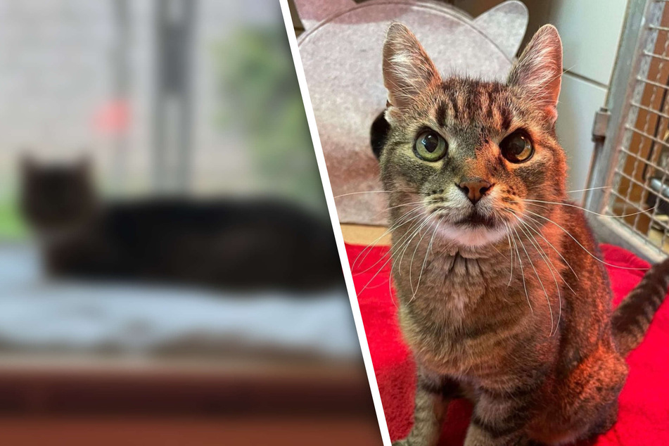 Liebenswerter Kater sucht dringend ein Zuhause: Sammy hofft auf liebevolle Katzen-Freunde