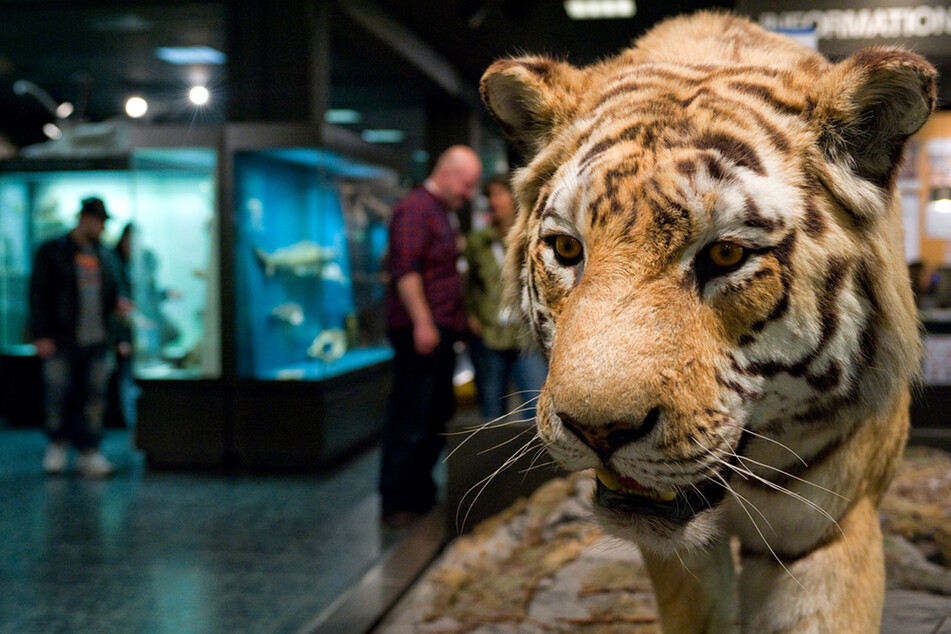 Ein ausgestopfter Tiger im Zoologisches Museum Hamburg.