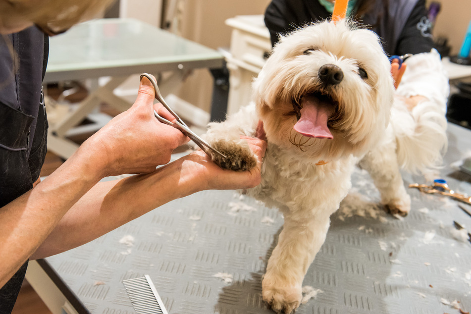 Das Verwaltungsgericht Magdeburg hat entschieden: In Sachsen-Anhalt darf ein Hundesalon trotz Corona offen bleiben. (Symbolbild)