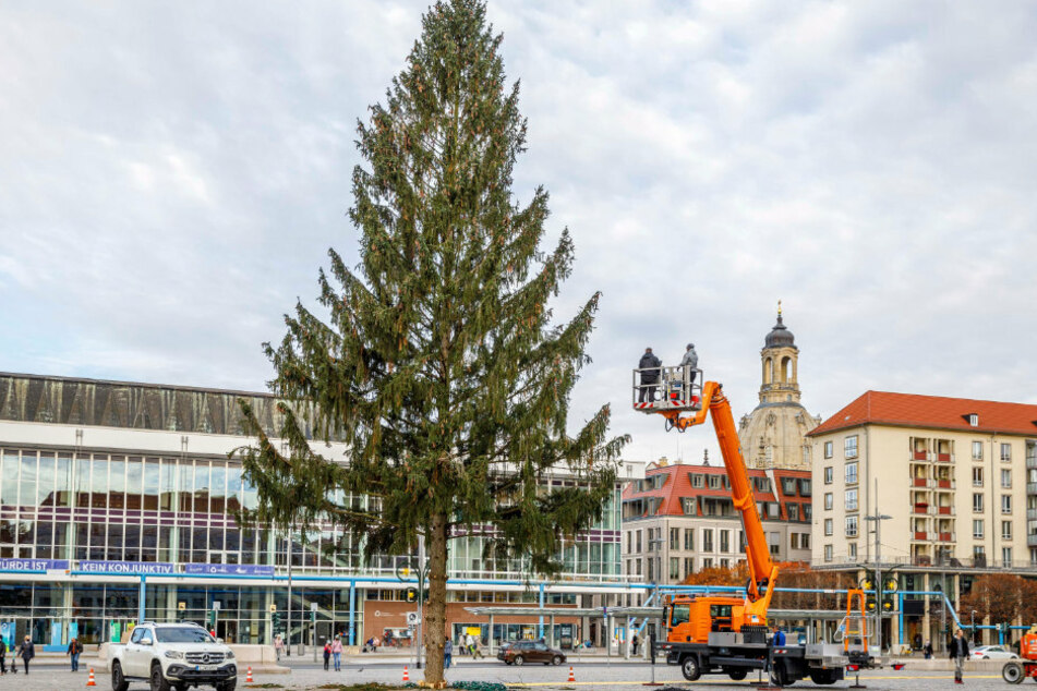Am Dienstag begann die Stadt damit, die Striezel-Fichte zu schmücken. Am Mittwoch soll die Krippe aufgebaut werden.