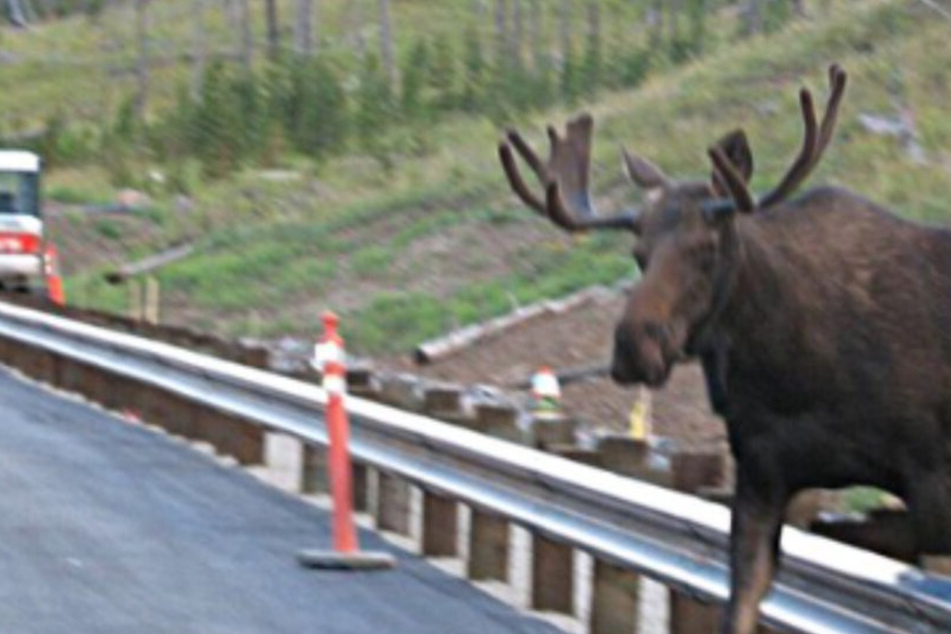 Animals get a helping hand across the road with new federal Wildlife Crossing Program