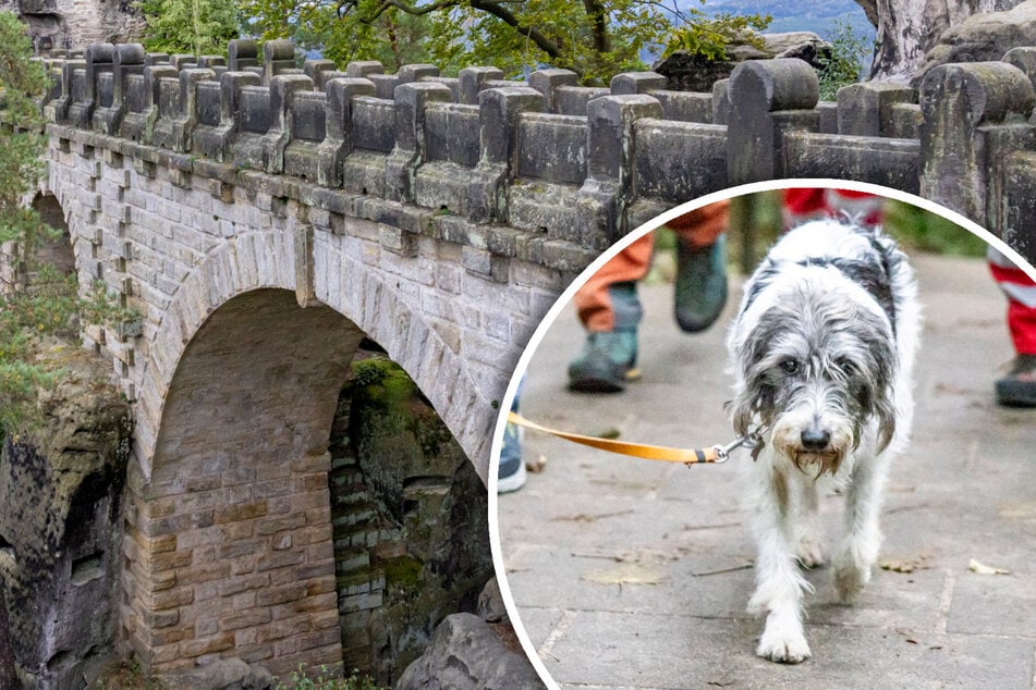 Tier-Drama im Nationalpark: Hund "Fussel" stürzt von Basteibrücke!