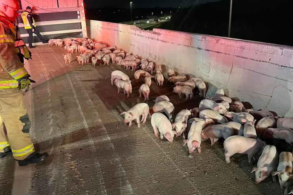 Ferkelei auf der Autobahn: Feuerwehr muss knapp 2000 Schweinchen retten