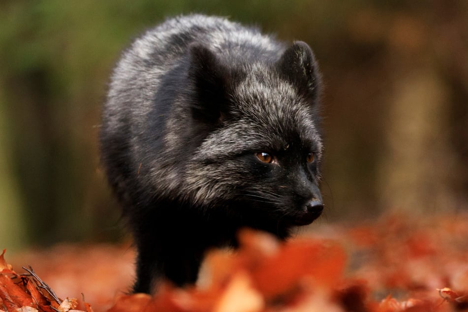 Der schwarze Fuchs, auch Silberfuchs genannt, fällt mit seinem dunklen Fell auf.
