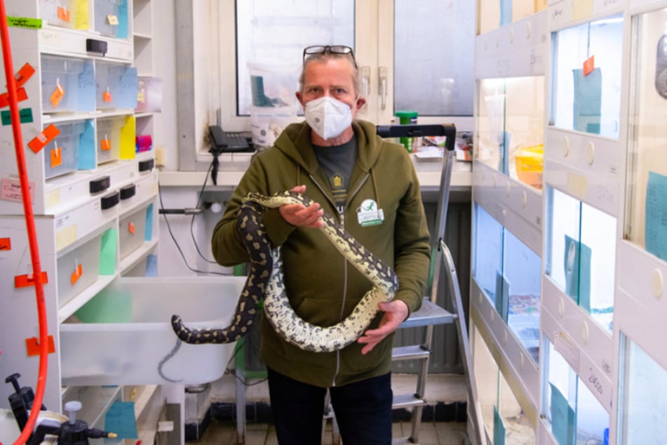 Markus Baur, Leiter der Auffangstation für Reptilien, hält einen Teppichpython in den Händen.