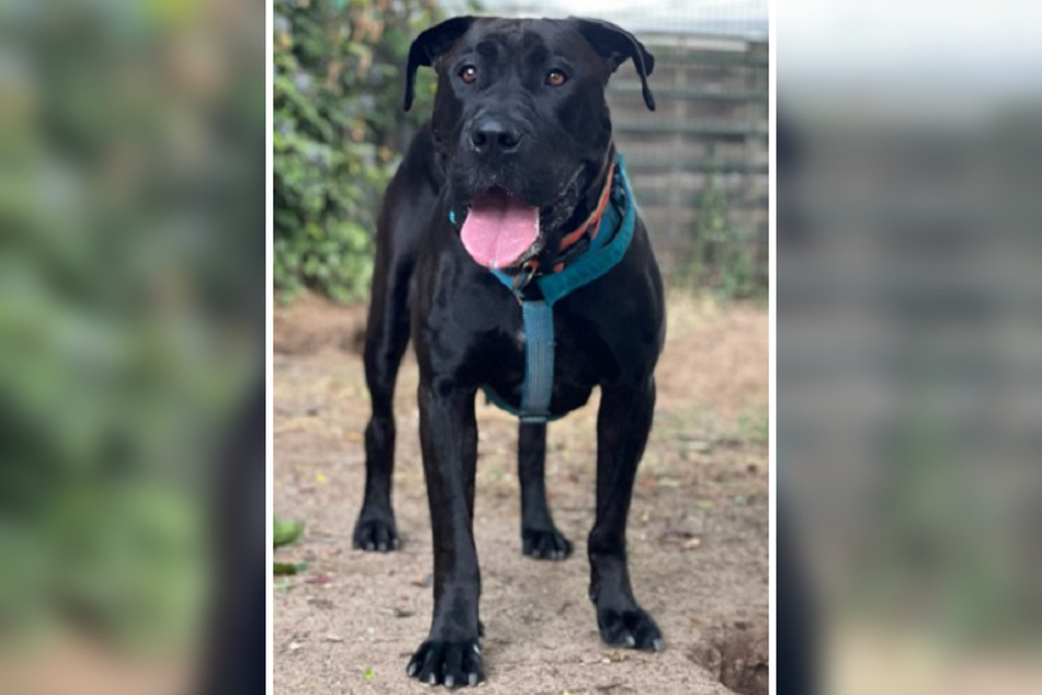 Cane-Corso-Mix Rika ist am 20. Juli 2019 geboren und musste seitdem einige Vertrauensbrüche hinsichtlich ihrer Bezugspersonen verkraften.