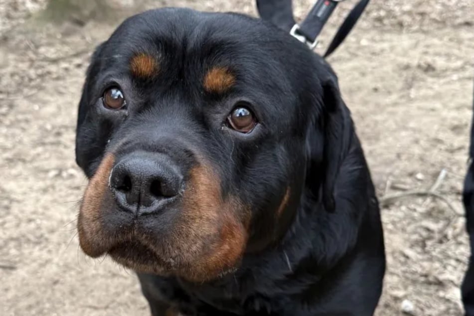 Rottweiler Armos lebte bislang ein völlig trostloses Leben, nun will das Tierheim Köln-Dellbrück jedoch dafür sorgen, dass dem Hund ein Neuanfang ermöglicht wird.