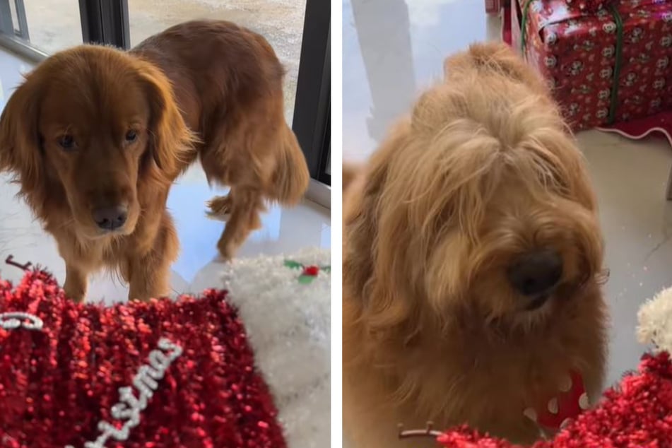 Besitzer fragt seine Hunde, wer Weihnachtsdeko zerstört hat: Was dann passiert, ist urkomisch