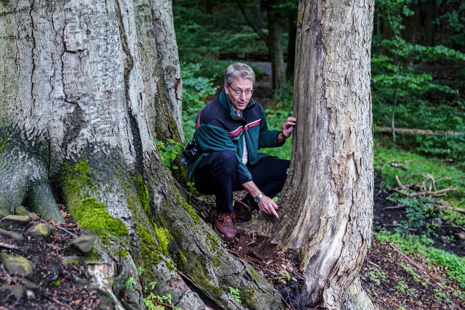 Nationalpark-Sprecher Hand-Peter Mayr (61) zeigt eine Buche, die als Folge des Waldbrandes 2022 langsam abstirbt.