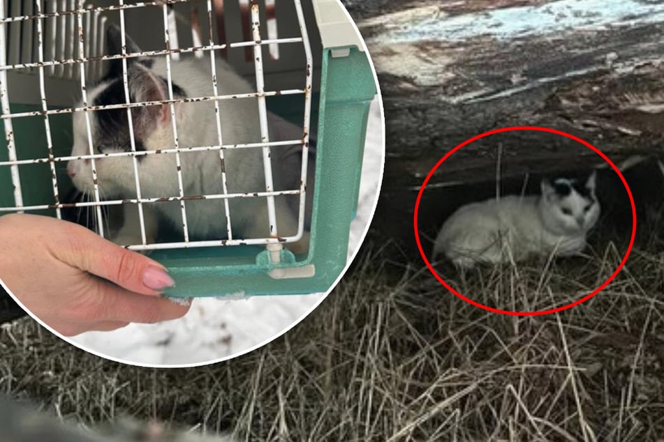 Schwerkranke Katzen-Dame Elva bei Eiseskälte ausgesetzt: "Sie wurde entsorgt!"