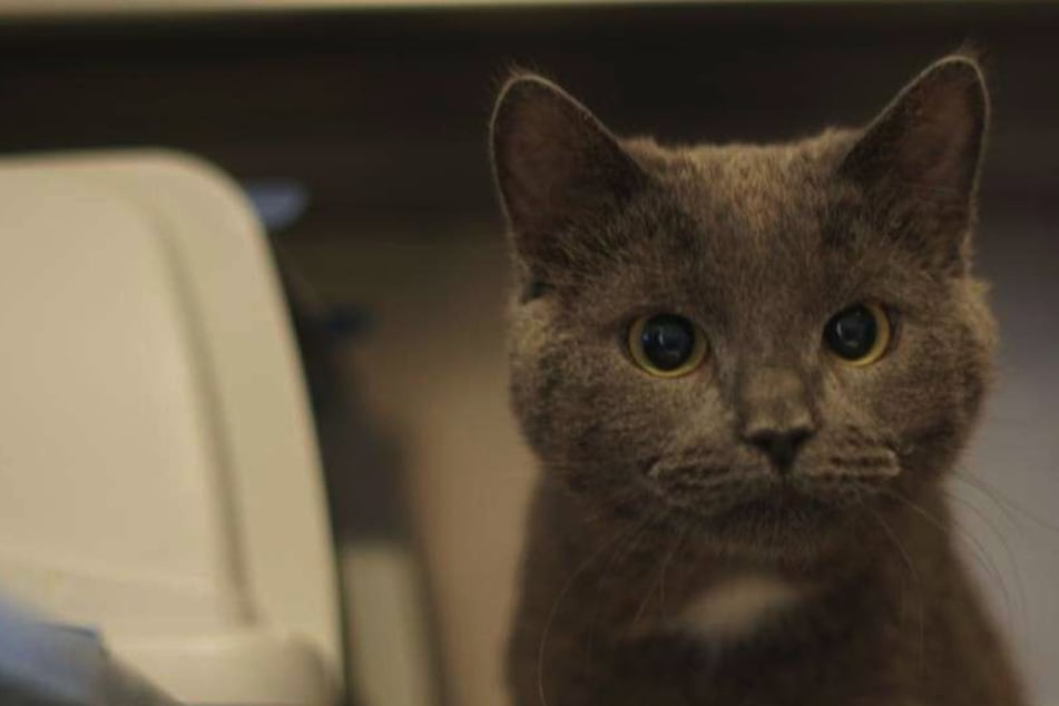 Sherlock ist sehr scheu und sehnt sich nach einem ruhigen Zuhause: Wer gibt dem Kater eine Chance?