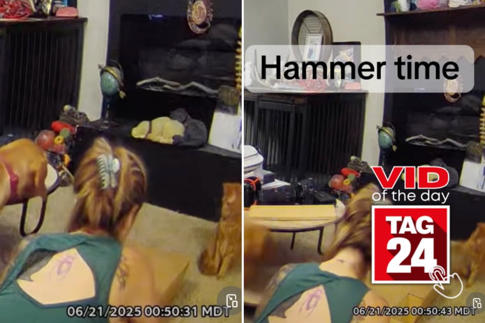 viral videos: Viral Video of the Day for June 22, 2025: Cat tries to join in on owner's home DIY project!