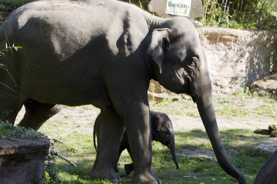 Savani und ihre Mama Rani erkunden das Elefanten-Gehege.