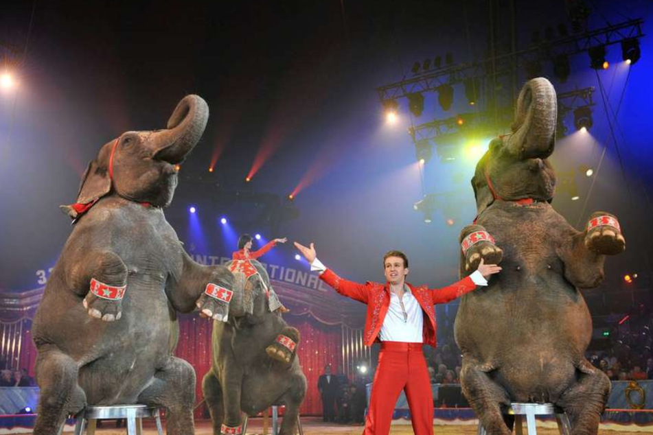 Elvis Errani bringt wie im Vorjahr seine Elefanten mit nach Dresden.
