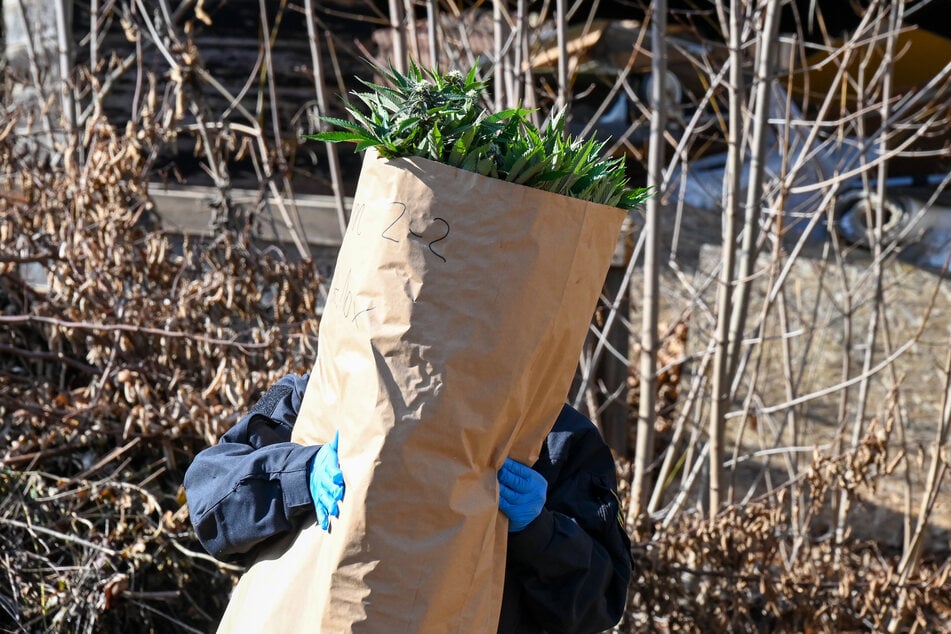 Die Chemnitzer Kriminalpolizei und das THW stellten die Cannabispflanzen sicher.