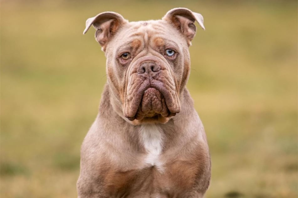 Hund Aramis aus dem Hamburger Tierheim sucht ein neues Zuhause, in dem er ein stressfreies Leben führen kann.