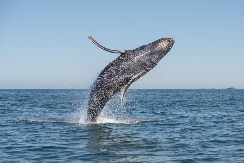 The number of whale sightings has increased in recent years (stock image).