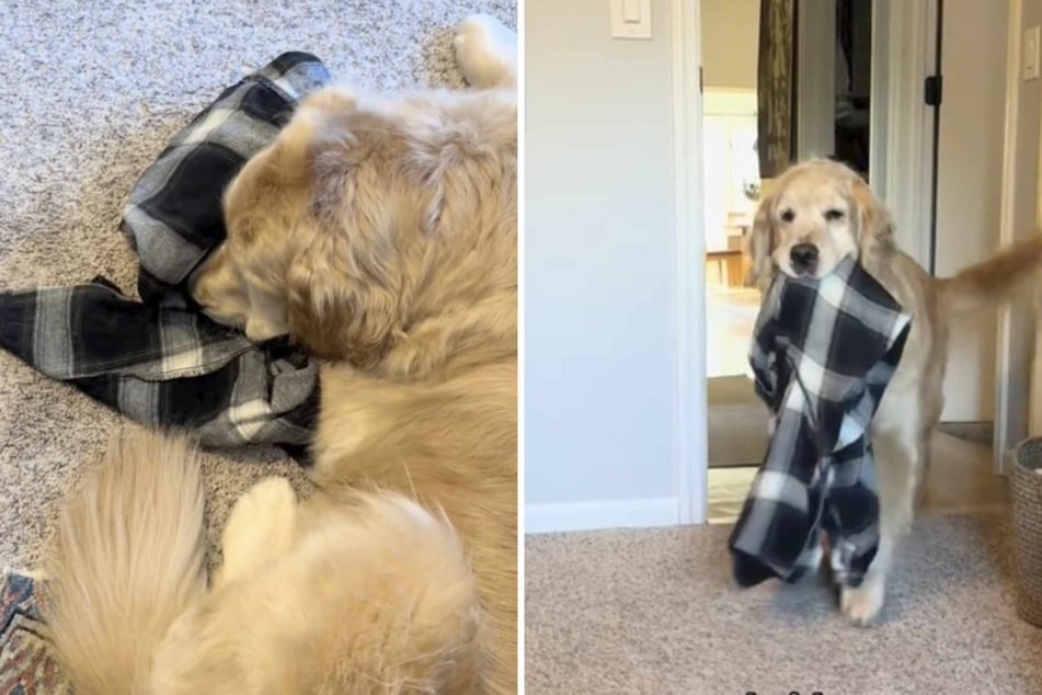 We all know that missing someone can really hurt your heart – especially if it happens every day. Mabel the dog has thus developed a strategy to deal with her dad going to the office.
