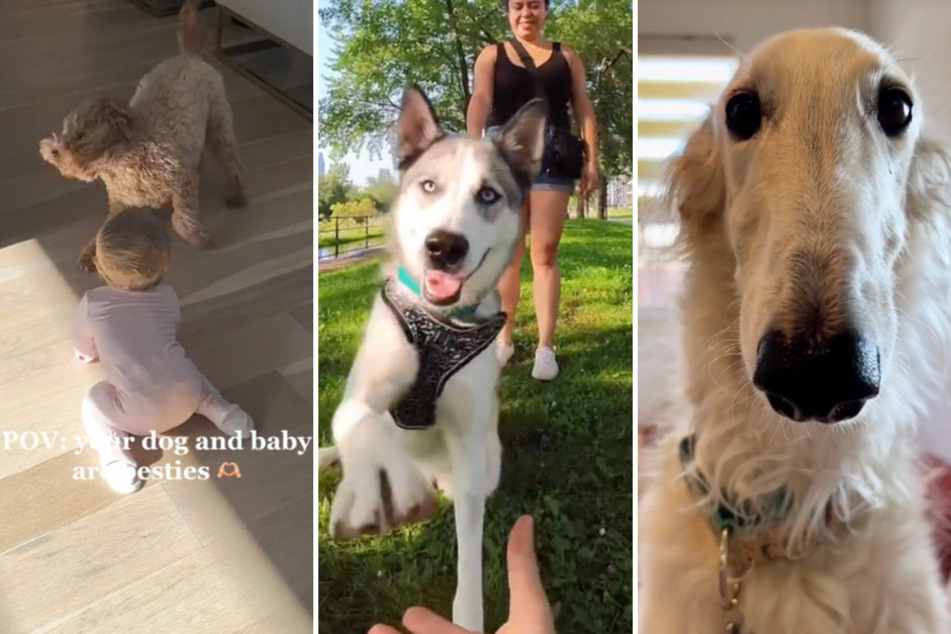 In honor of National Puppy Day, we've found three unbelievably adorable dog videos on TikTok that will make your day a tad brighter!