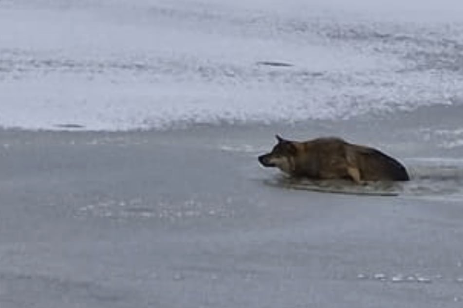 Wölfe: Dramatische Szenen: Wolf bricht an Nordseeküste in Eis ein – und kämpft
