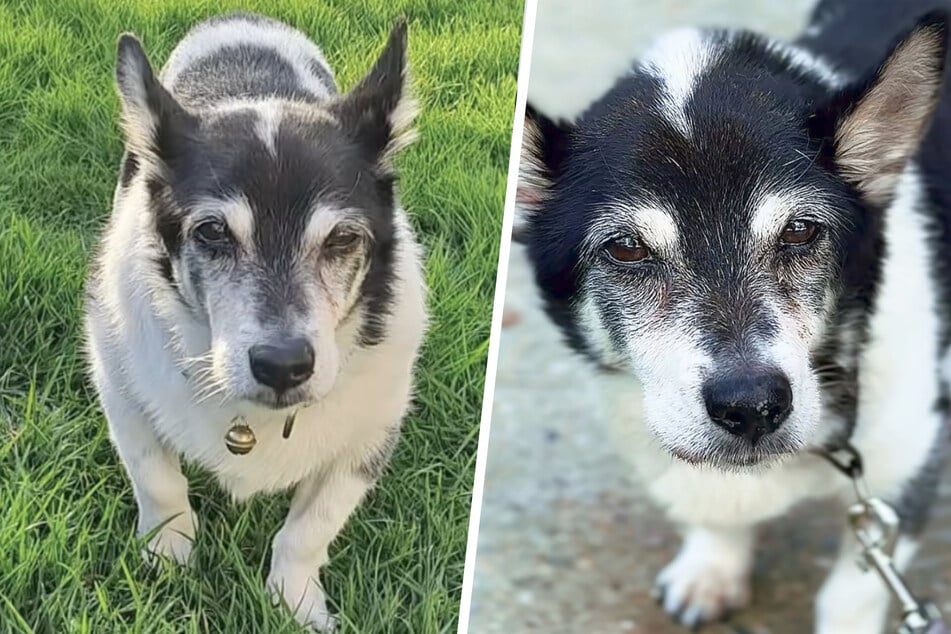 Hunde-Opi aus dem Tierheim findet sein Glück: Happy End für Harry