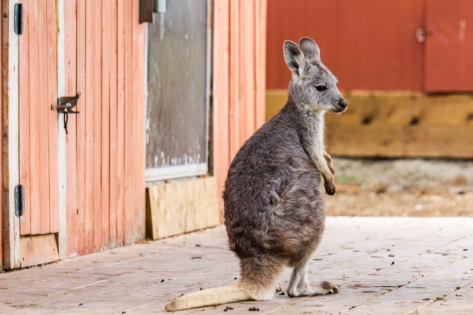 Selbst ein Känguru, wie dieses, fanden die Ermittler auf der Ladefläche. (Symbolfoto)