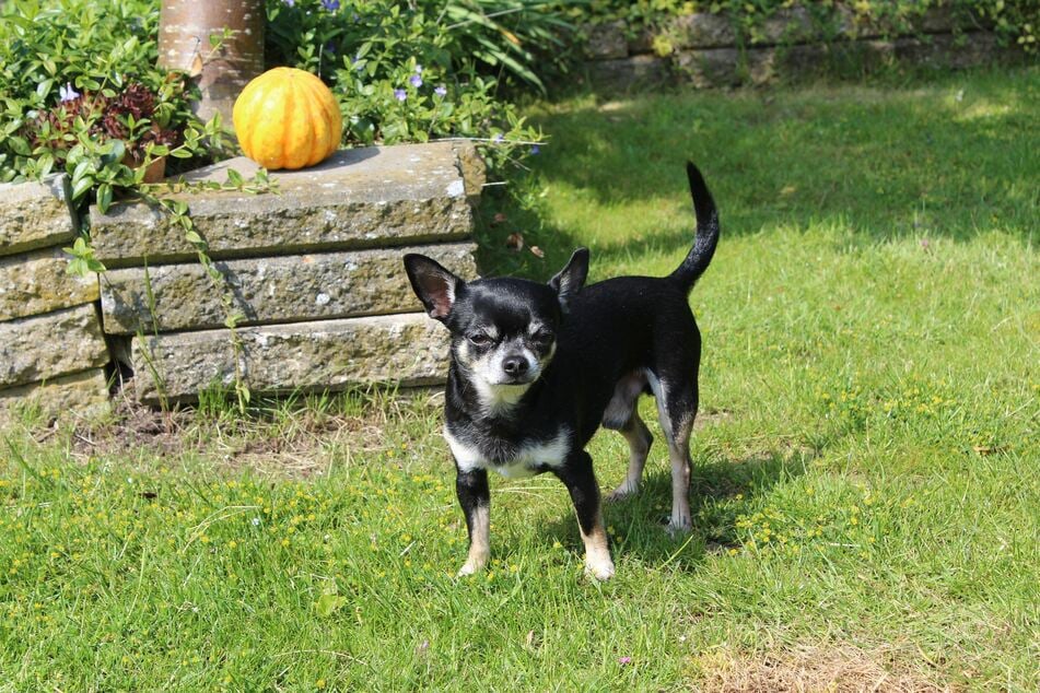 Light or dark coat, long or short hair – there are many varieties of Chihuahuas.