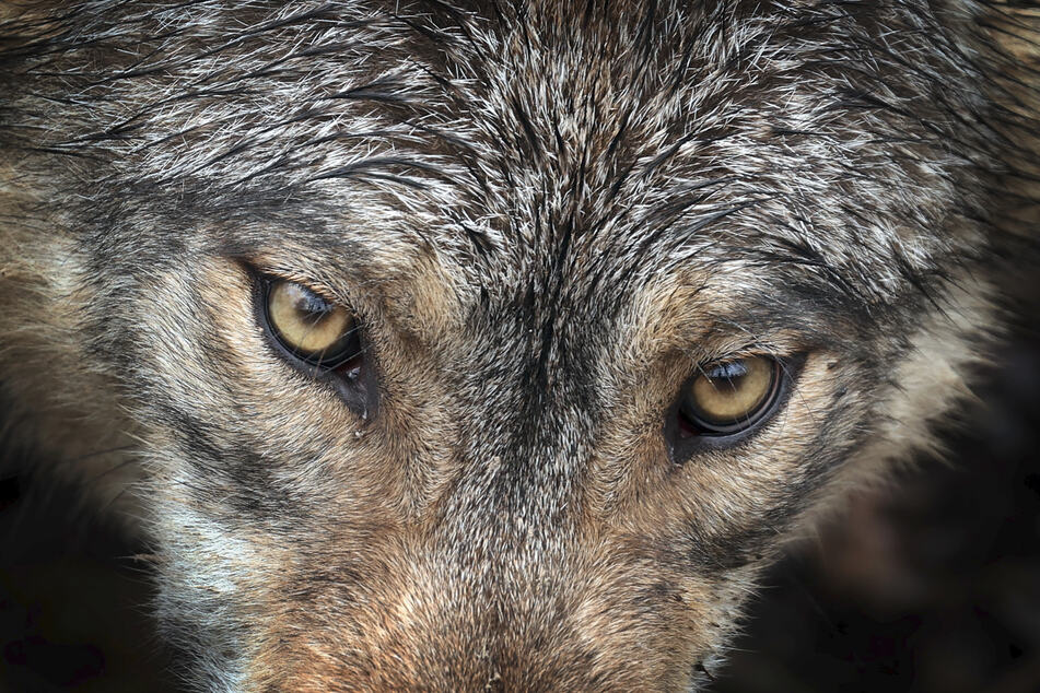 Der Wolf ist streng geschützt, Wilderer stört das wenig.