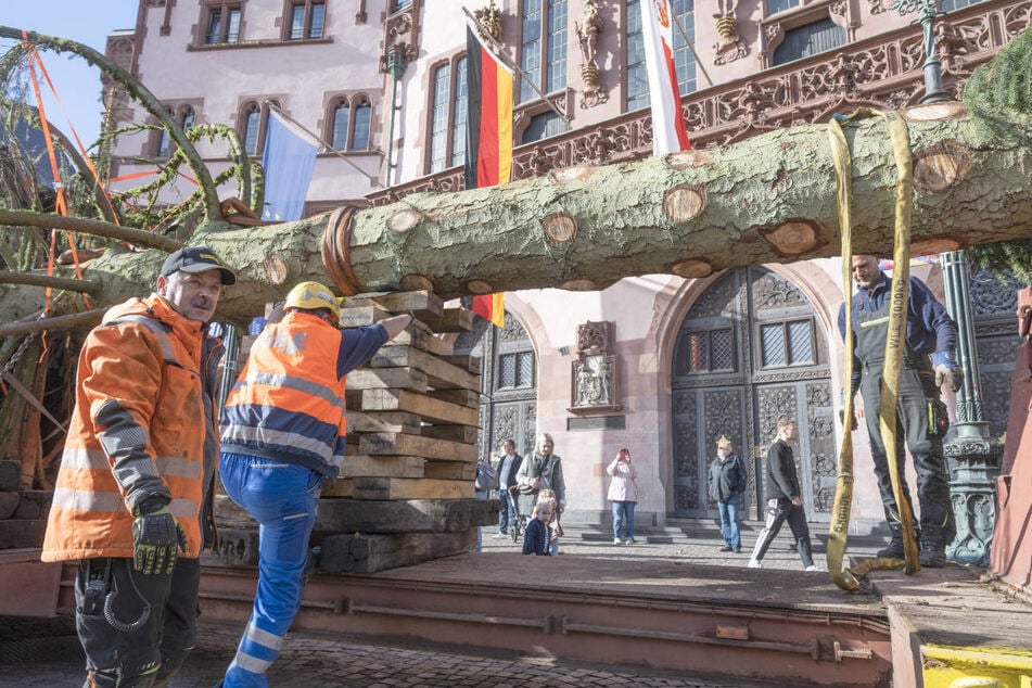 Bereits Anfang November wurde der neue Weihnachtsbaum am Frankfurter Römer angeliefert und aufgebaut.