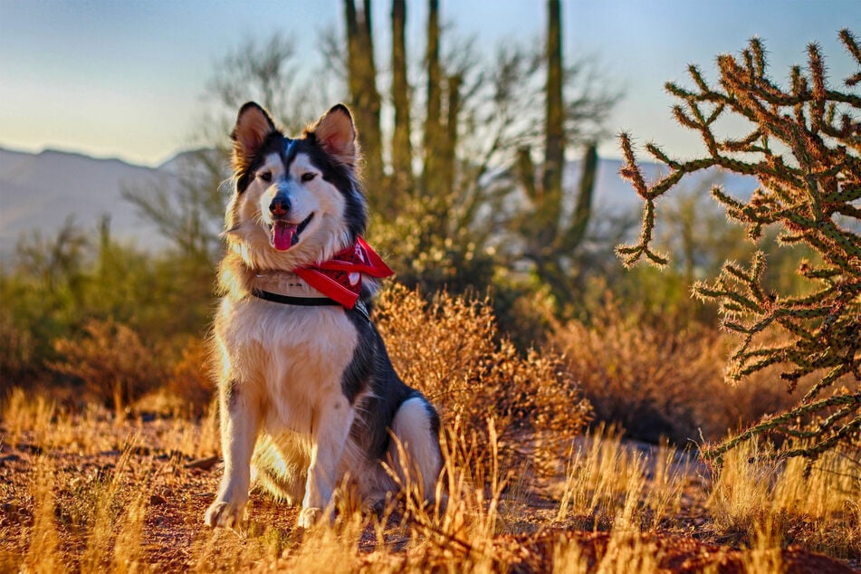 Alaskan Malamutes are remarkable dogs, and in many cases well worth their cost.