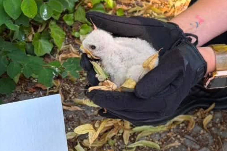 Aus dem Nest gestürzt: Berliner Polizisten retten verletztes Vogel-Baby