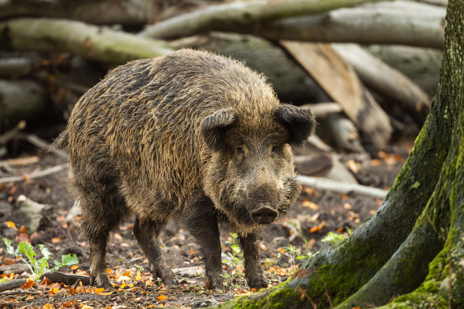Wildschweine sind in Markkleeberg zur Plage geworden. (Symbolbild)