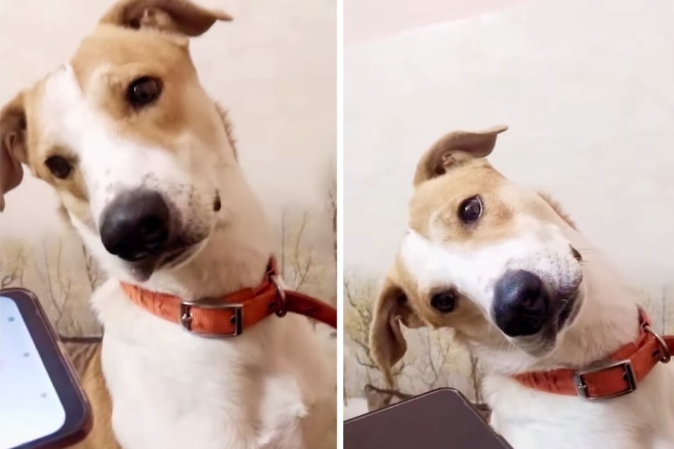 Dog hears his human on speakerphone and his response couldn't be sweeter