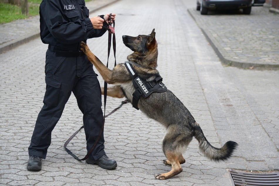 Mit Spürhunden versucht die Polizei, die Brandserie aufzuklären.