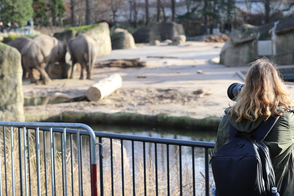 Nach fünftägiger Schließung darf der Kölner Zoo ab dem morgigen Samstag wieder Besucher empfangen.